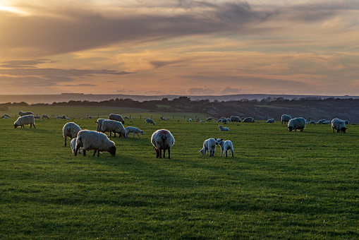 An idyllic South Downs view at sunset, with sheep and lambs grazing on a hillside