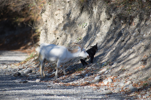 Young Goatling's Joyful Leap: A Heartwarming Sight by the Country Road