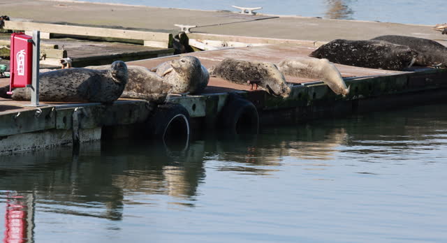 A group of seals are resting on a dock