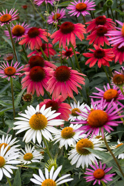 istock Coneflowers (Echinacea) with white and pink petals in full bloom 2133370441