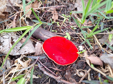 Vivid red mushroom pops against a muted forest floor.
