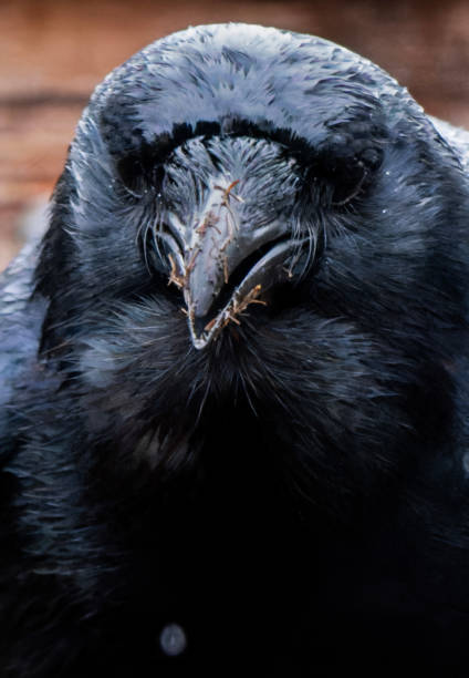 istock A large black bird arrives on the backyard deck 2133403332