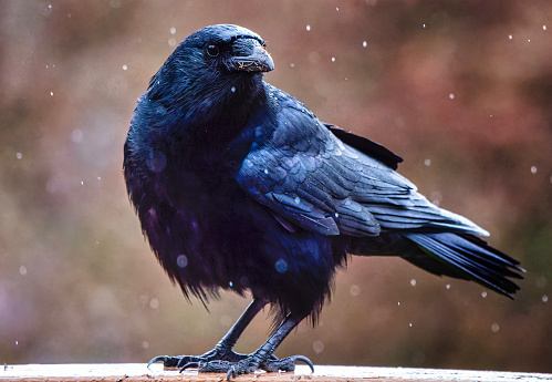A large black bird arrives on the backyard deck