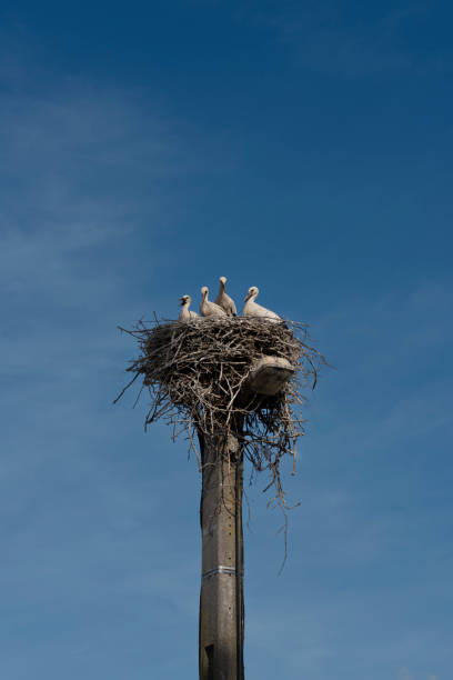 View of storks perched on their nest on a lamp post