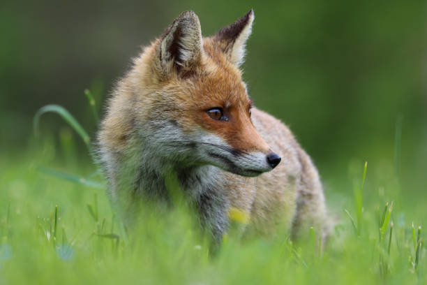 istock The best of nature... Red Fox 2133422241
