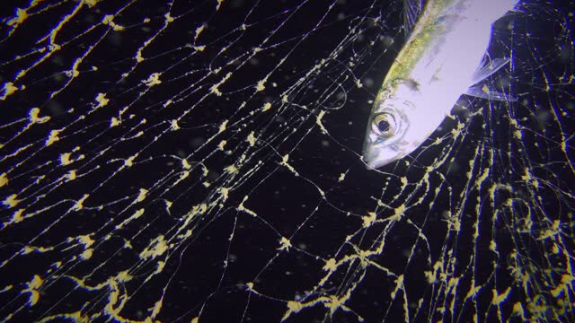 Fish Horse mackerel beats in the fishing net.