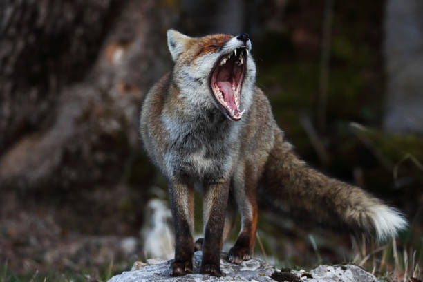 istock The best of nature... Red Fox 2133427487
