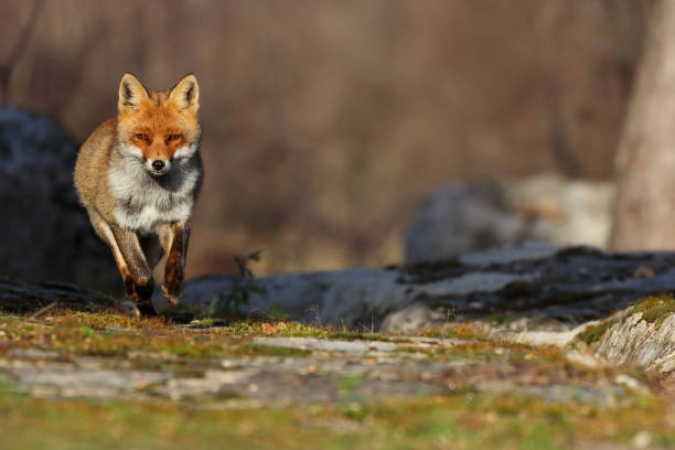 istock The best of nature... Red Fox 2133432678
