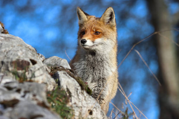 Stories of red foxes in Italy