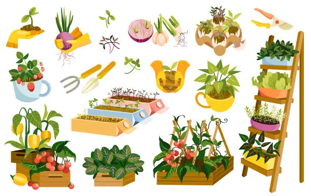 Vector illustration of Set of garden wooden boxes with plants and veggies