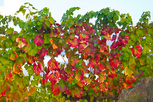 Autumn red, green  and yellow vine leaves in the sunlight, suitable for fall or nature background. Ourense province, Galicia, Spain.