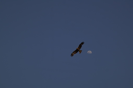 Black kite bird flying in the blue sky with moon.