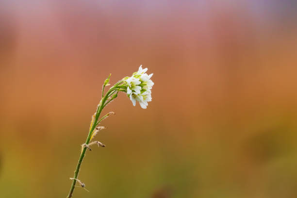 Small white meadow flower on green stem on blurred bokeh background with soft selective focus