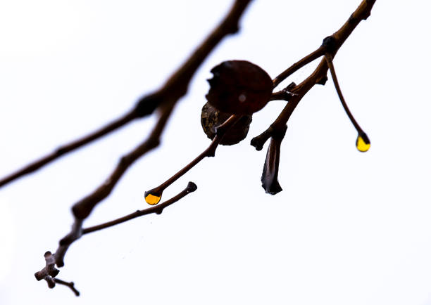 Water drops hanging from a thin branch after the rain
