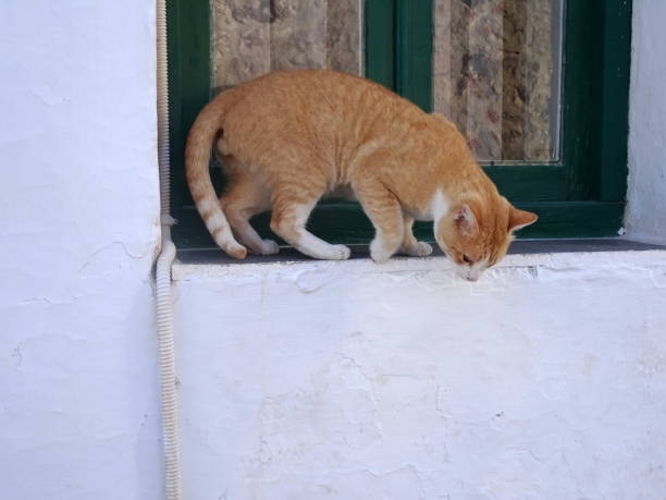 istock Cat on white washed wall of windows in milos 2133453463