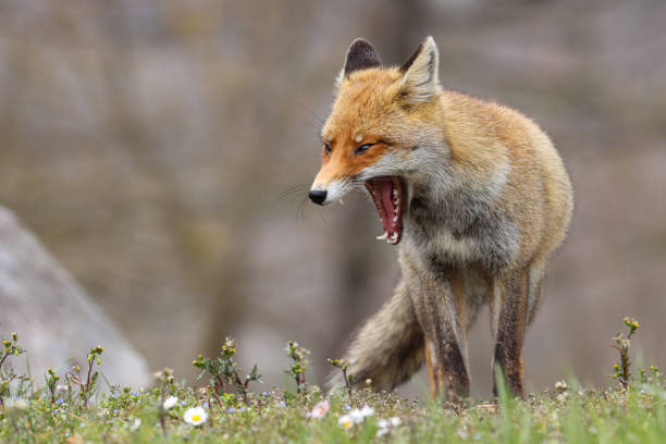 istock The best of nature... Red Fox 2133457643
