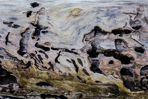 Old tree stump texture background. Macro shot.
