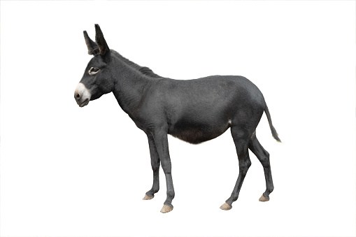 brown donkey isolated on white background