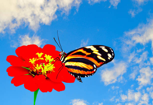 Painted lady butterfly Latin name vanessa cardui pollinating a Zinnia, flower
