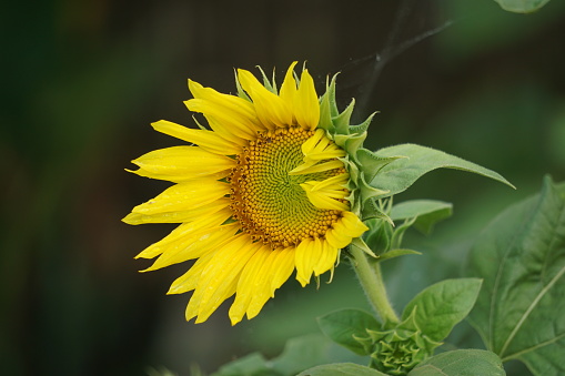 Sunflower (Helianthus annuus, bunga matahari) on the tree. Helianthus annuus is derived from the Greek Helios 'sun' and anthos 'flower', while the epithet annuus means 'annual' in Latin.