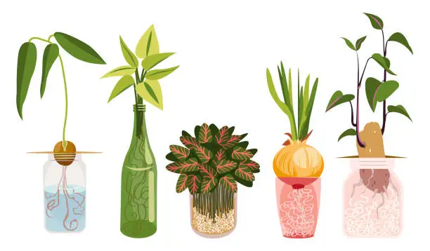 Vector illustration of Plants growing in glass bottle with water at home.