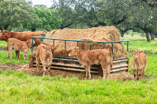 Rural Charm: Limousin Calves Gathered Around the Watering Hole.