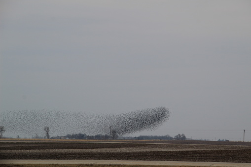 A murmuration of Starlings on a gray day