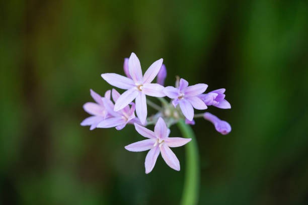 istock Society Garlic Flower Petals 2133500088