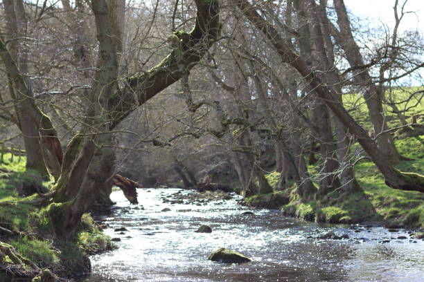 view along a woodland river in spring - glade light dappled tree - fotografias e filmes do acervo