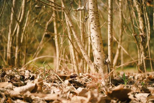 Leaves on a birch tree and a large forest in the background