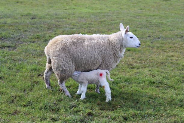 istock Lamb taking milk from its mother in a field in spring 2133523698