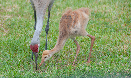 sandhill crane with beak in soil digging for food, young chick waiting close by, sunny day, green grass background, close up view