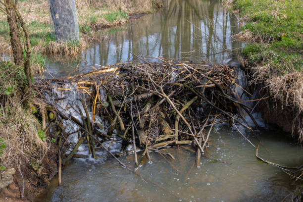 Beaver dam in a small Creek