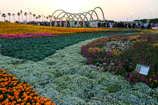 Yanbu, Madinah region, Saudi Arabia. 23 Mars 2019 - Flower festival - Yearly event organized by the Royal Commission