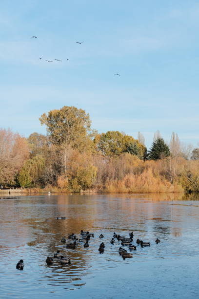 istock Lake and Park in Vancouver 2133530032