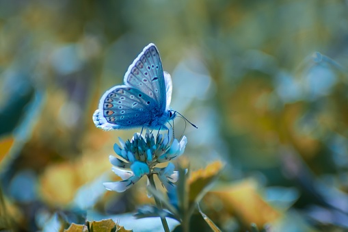 Close-up of a blue butterfly resting on a wild flower bud