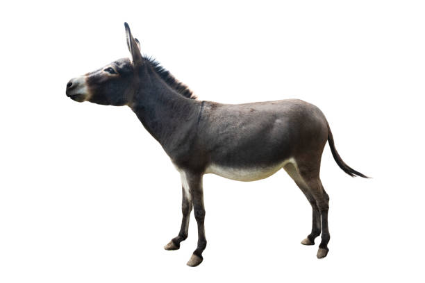 istock Somali donkey isolated on white background 2133535848