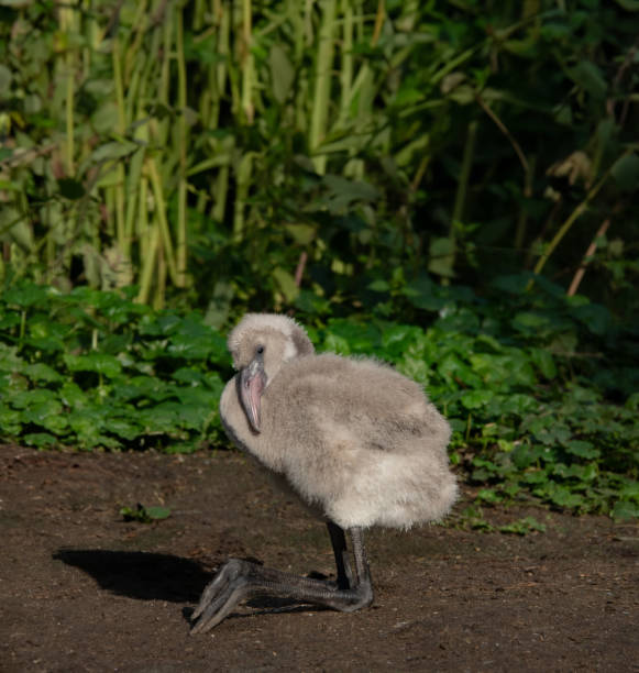 istock little flamingo on green background 2133537416