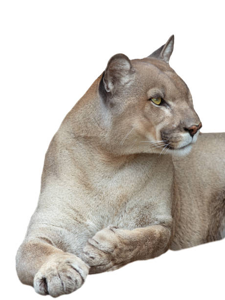 istock portrait puma isolated on white background 2133537971