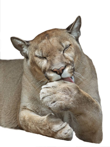 istock portrait puma isolated on white background 2133540559