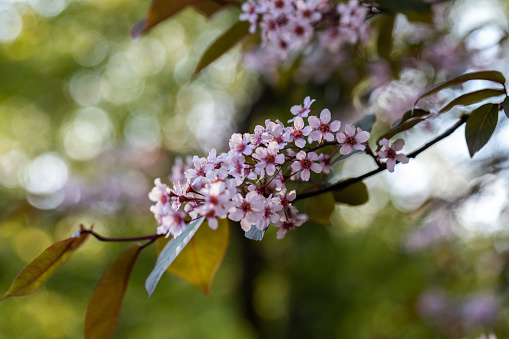Beautiful Pink blooming bird cherry in an early spring. High quality photo