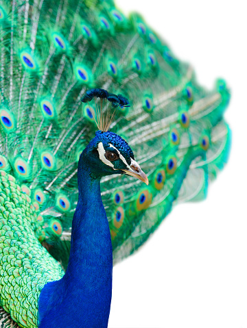 peacock with spread tail isolated on white background