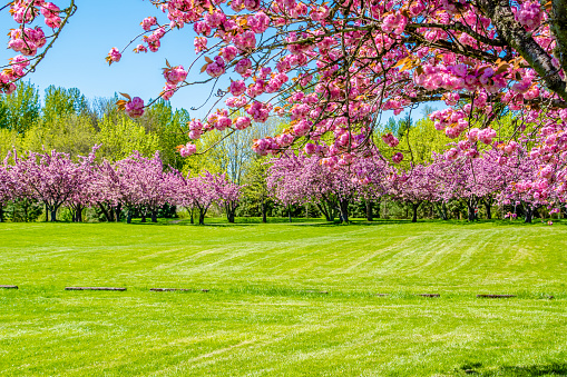 Green Meadow of Grass With Cherry Blossom Trees in Portland, OR