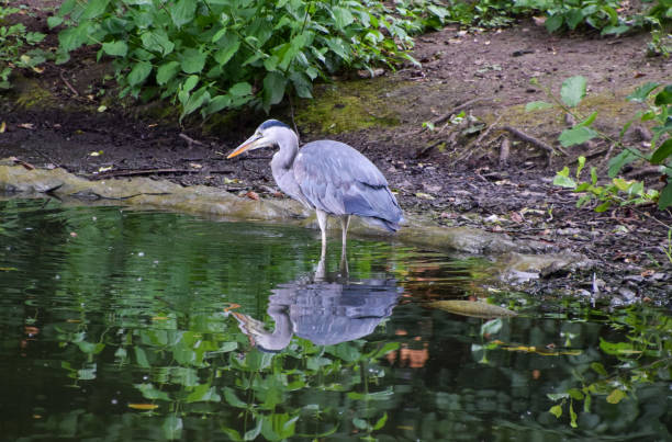 A grey heron hunts for fish in a pond in a park in Germany