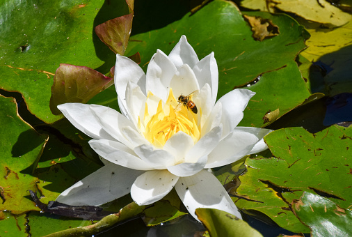 A be pollinates a water lily flower in a pond in Germany