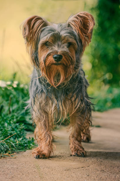 istock Portrait of a Yorkshire terrier 2133548572