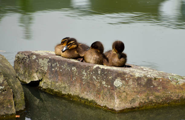 Ducklings rest on a concrete block in a park pond in Germany