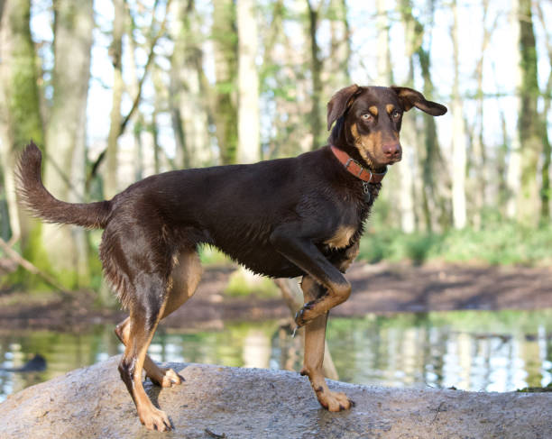 istock Elegant wet dog in a forest. 2133552286