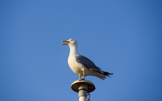 A seagull rests on a flagpole in the South of France