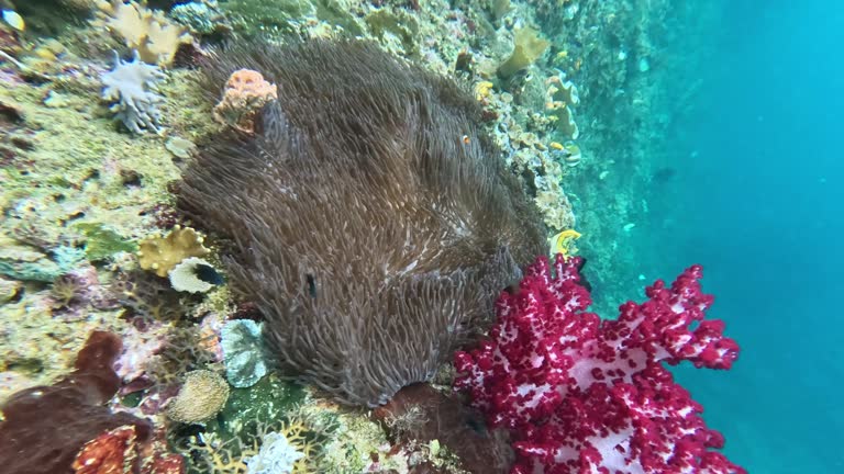 A colorful coral and a graceful starfish interact on a lively coral reef, showcasing the beauty and diversity of marine life